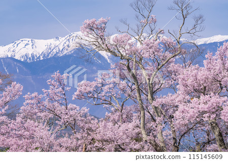 【長野縣】櫻花盛開的高遠城跡公園 115145609