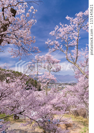 【長野縣】櫻花盛開的高遠城跡公園 115145621