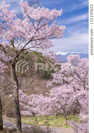 【長野縣】櫻花盛開的高遠城跡公園 115145623