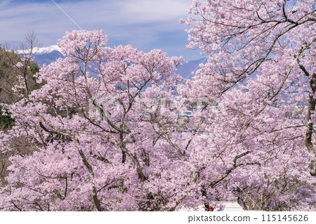 <Nagano Prefecture> Cherry blossoms in full bloom at Takato Castle Park, a famous cherry blossom spot <Nagano Prefecture> Cherry blossoms in full bloom at Takato Castle Park, a famous cherry blossom spot 115145626