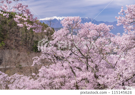 <Nagano Prefecture> Cherry blossoms in full bloom at Takato Castle Park, a famous cherry blossom spot <Nagano Prefecture> Cherry blossoms in full bloom at Takato Castle Park, a famous cherry blossom spot 115145628