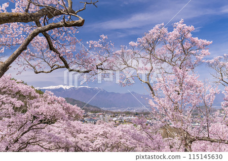 【長野縣】櫻花盛開的高遠城跡公園 【長野縣】櫻花盛開的高遠城跡公園 115145630