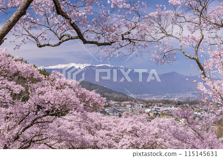 【長野縣】櫻花盛開的高遠城跡公園 【長野縣】櫻花盛開的高遠城跡公園 115145631