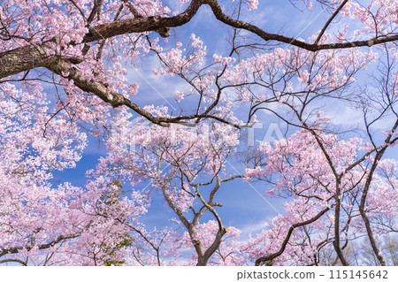 <Nagano Prefecture> Cherry blossoms in full bloom at Takato Castle Park, a famous cherry blossom spot <Nagano Prefecture> Cherry blossoms in full bloom at Takato Castle Park, a famous cherry blossom spot 115145642