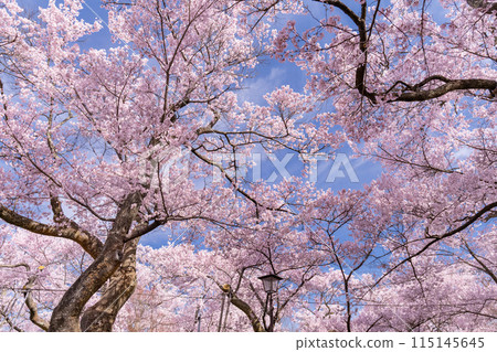 【長野縣】櫻花盛開的高遠城跡公園 115145645