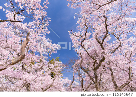 【長野縣】櫻花盛開的高遠城跡公園 115145647