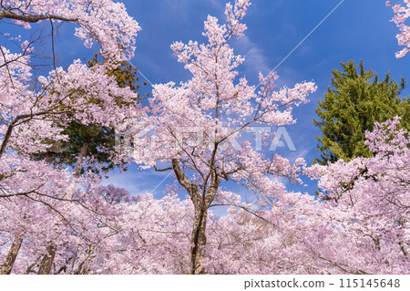 【長野縣】櫻花盛開的高遠城跡公園 115145648