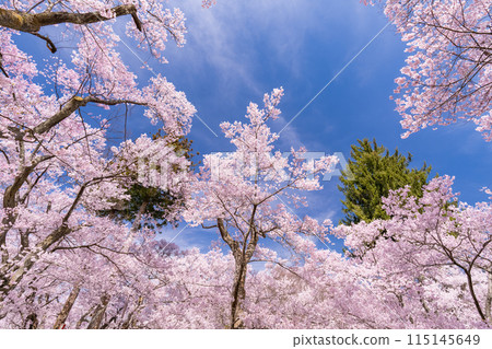<Nagano Prefecture> Cherry blossoms in full bloom at Takato Castle Park, a famous cherry blossom spot 115145649