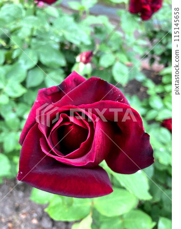 深暗紅玫瑰 115145658