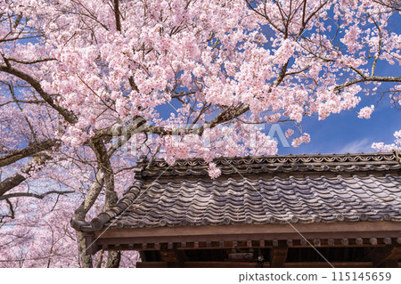 【長野縣】櫻花盛開的高遠城跡公園 115145659