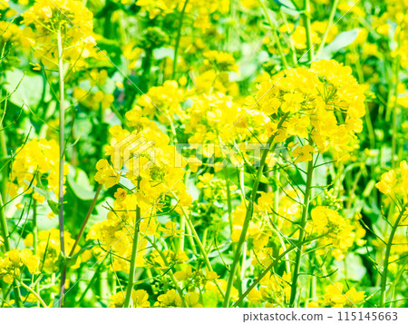 春天到來 油菜花沐浴明媚陽光 115145663
