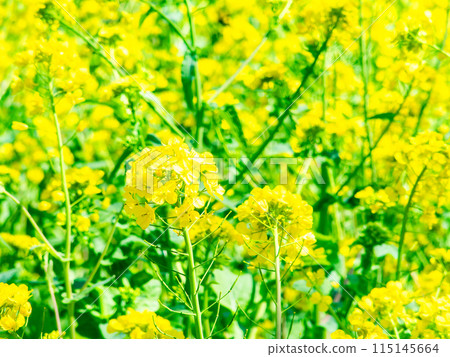 春天到來 油菜花沐浴明媚陽光 115145664