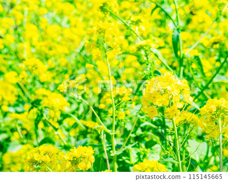 春天到來 油菜花沐浴明媚陽光 春天到來 油菜花沐浴明媚陽光 115145665