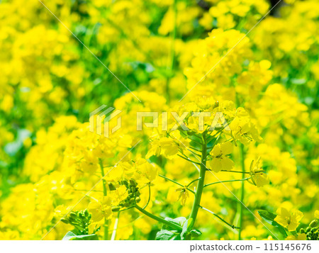 The arrival of spring Rape blossoms bathed in bright sunlight The arrival of spring Rape blossoms bathed in bright sunlight 115145676