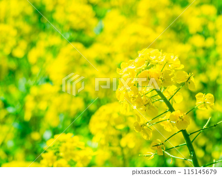 The arrival of spring Rape blossoms bathed in bright sunlight 115145679