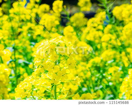 春天到來 油菜花沐浴明媚陽光 115145686