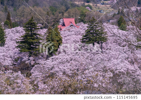 <Nagano Prefecture> Cherry blossoms in full bloom at Takato Castle Park, a famous cherry blossom spot 115145695