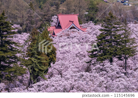 【長野縣】櫻花盛開的高遠城跡公園 【長野縣】櫻花盛開的高遠城跡公園 115145696