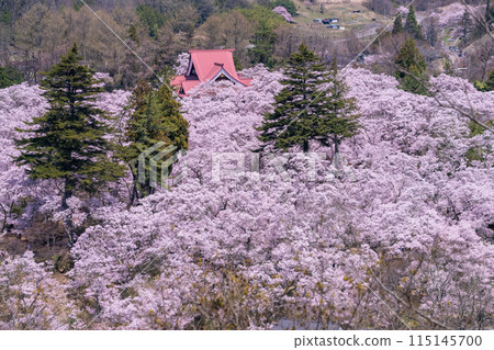 【長野縣】櫻花盛開的高遠城跡公園 115145700
