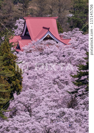<Nagano Prefecture> Cherry blossoms in full bloom at Takato Castle Park, a famous cherry blossom spot 115145706