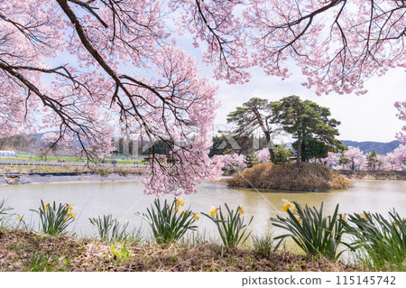 <Nagano Prefecture> Rokudo-no-tsutsumi cherry blossom viewing spot during the cherry blossom season 115145742