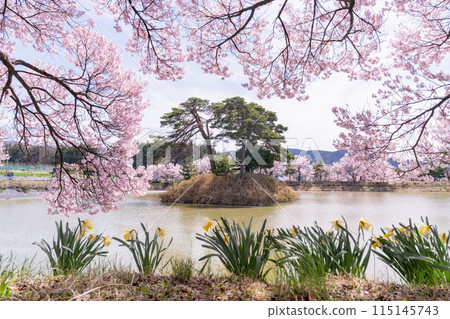<Nagano Prefecture> Rokudo-no-tsutsumi cherry blossom viewing spot during the cherry blossom season 115145743