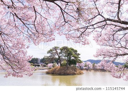<Nagano Prefecture> Rokudo-no-tsutsumi cherry blossom viewing spot during the cherry blossom season <Nagano Prefecture> Rokudo-no-tsutsumi cherry blossom viewing spot during the cherry blossom season 115145744