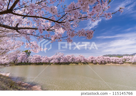 《長野縣》櫻花季的六道堤防和著名的賞櫻勝地 115145766