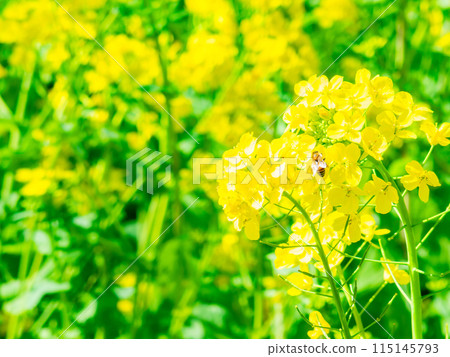春天來了，油菜花和蜜蜂沐浴在明媚的陽光下。 115145793