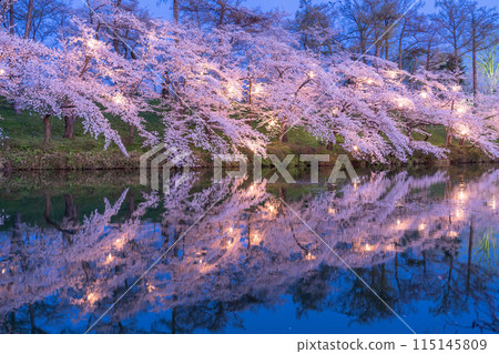 [Niigata Prefecture] Cherry blossoms in full bloom, night view of Takada Castle Ruins Park in spring 115145809