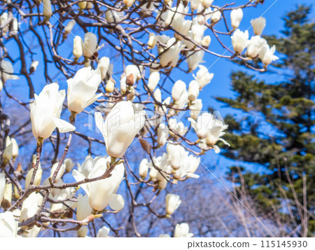 A white magnolia tree in full bloom against the blue sky of early spring 115145930