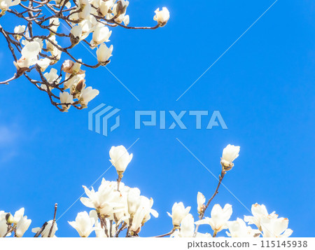A white magnolia tree in full bloom against the blue sky of early spring A white magnolia tree in full bloom against the blue sky of early spring 115145938