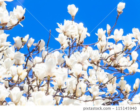A white magnolia tree in full bloom against the blue sky of early spring A white magnolia tree in full bloom against the blue sky of early spring 115145940