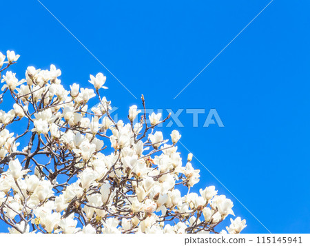 A white magnolia tree in full bloom against the blue sky of early spring A white magnolia tree in full bloom against the blue sky of early spring 115145941