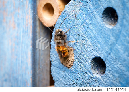 mason bee hatches from a cavity  115145954