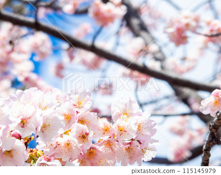Kawazu cherry blossoms in full bloom bathed in the light of early spring Kawazu cherry blossoms in full bloom bathed in the light of early spring 115145979