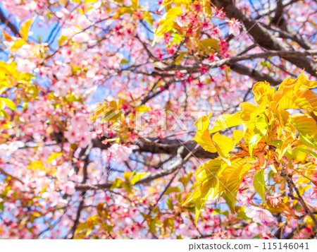 The young leaves of the Kawazu cherry blossoms in full bloom shining in the early spring light The young leaves of the Kawazu cherry blossoms in full bloom shining in the early spring light 115146041