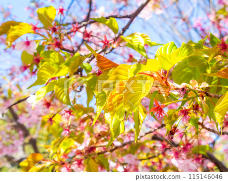河津櫻花的嫩葉盛開，在早春的陽光下閃閃發光 115146046
