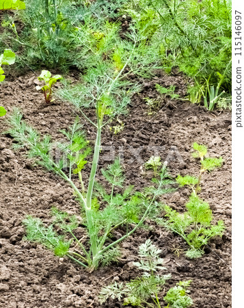Young dill in the garden. Growing vegetables in rural areas. Plant care and treatment. Future harvest Young dill in the garden. Growing vegetables in rural areas. Plant care and treatment. Future harvest 115146097