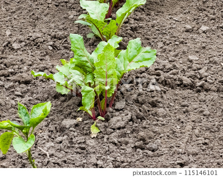 Young beets in the garden. Growing vegetables in rural areas. Plant care and treatment. Future harvest 115146101
