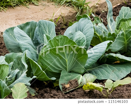Young cabbage in the garden. Growing vegetables in rural areas. Plant care and treatment. Future harvest Young cabbage in the garden. Growing vegetables in rural areas. Plant care and treatment. Future harvest 115146103