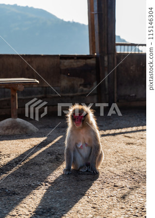 Choshikei Monkey Kingdom - Monkeys 115146304