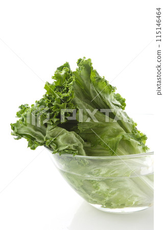 綠葉生菜 115146464