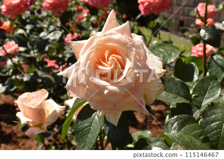 粉紅色的春天玫瑰 115146467