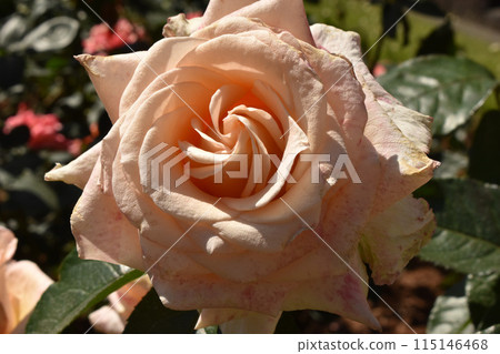 粉紅色的春天玫瑰 115146468