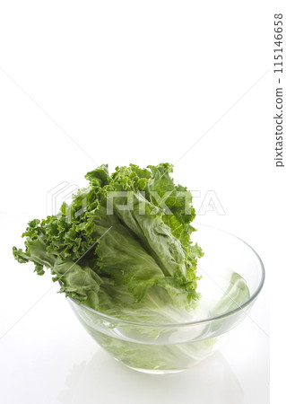 綠葉生菜 115146658