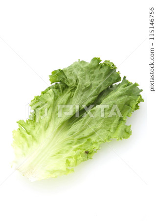 Green Leaf Lettuce Small Lander 115146756