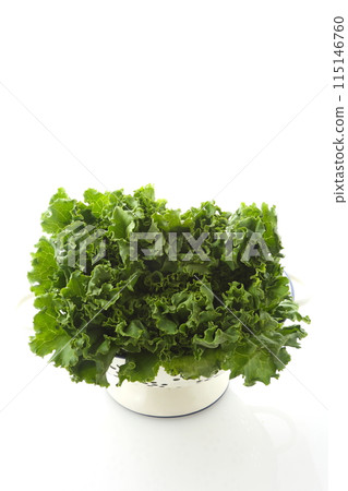 綠葉生菜小型著陸器 115146760