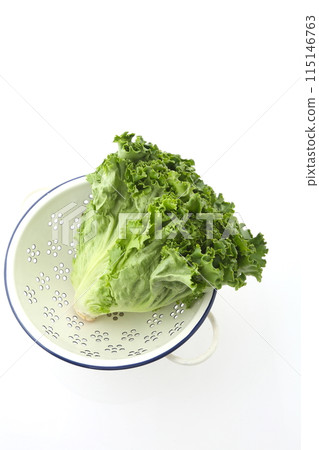 Green Leaf Lettuce Small Lander Green Leaf Lettuce Small Lander 115146763