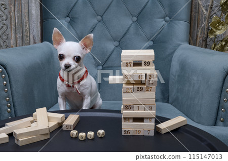Chihuahua dog plays a board game in which the goal is to build a pyramid of wooden blocks. Chihuahua dog plays a board game in which the goal is to build a pyramid of wooden blocks. 115147013